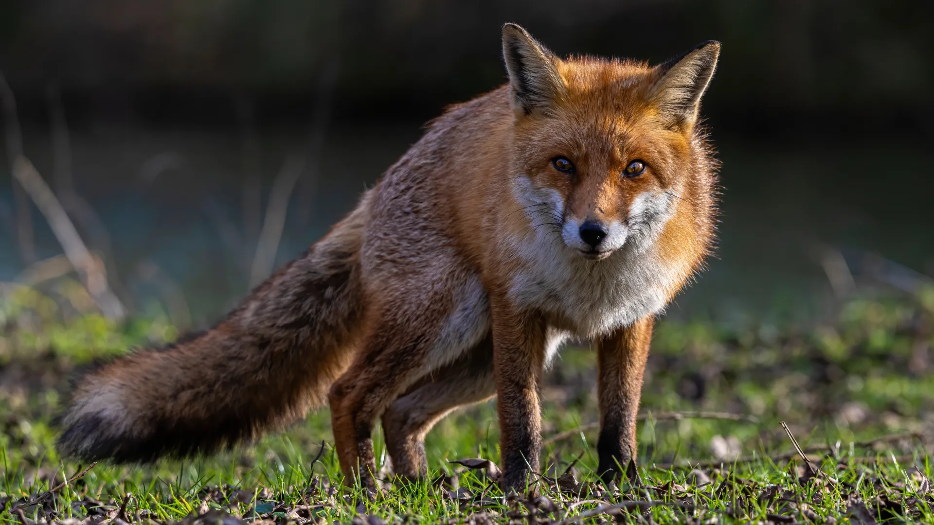 Rotfuchs in freier Natur